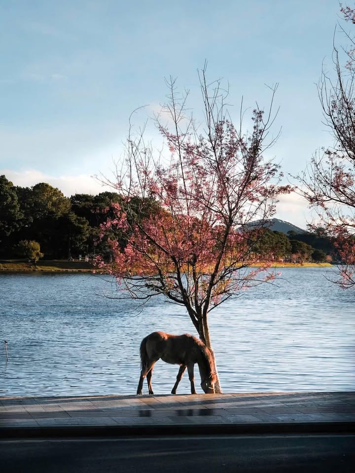 Nhà Đà Lạt 230m² Sổ Hồng - Giá Tốt Đầu Năm 12.5 Tỷ