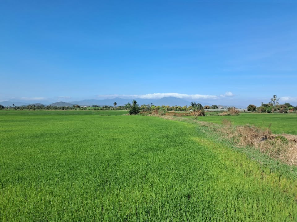 Đất Nền Phước An, Ninh Thuận 7200m² - Tiềm năng tăng giá