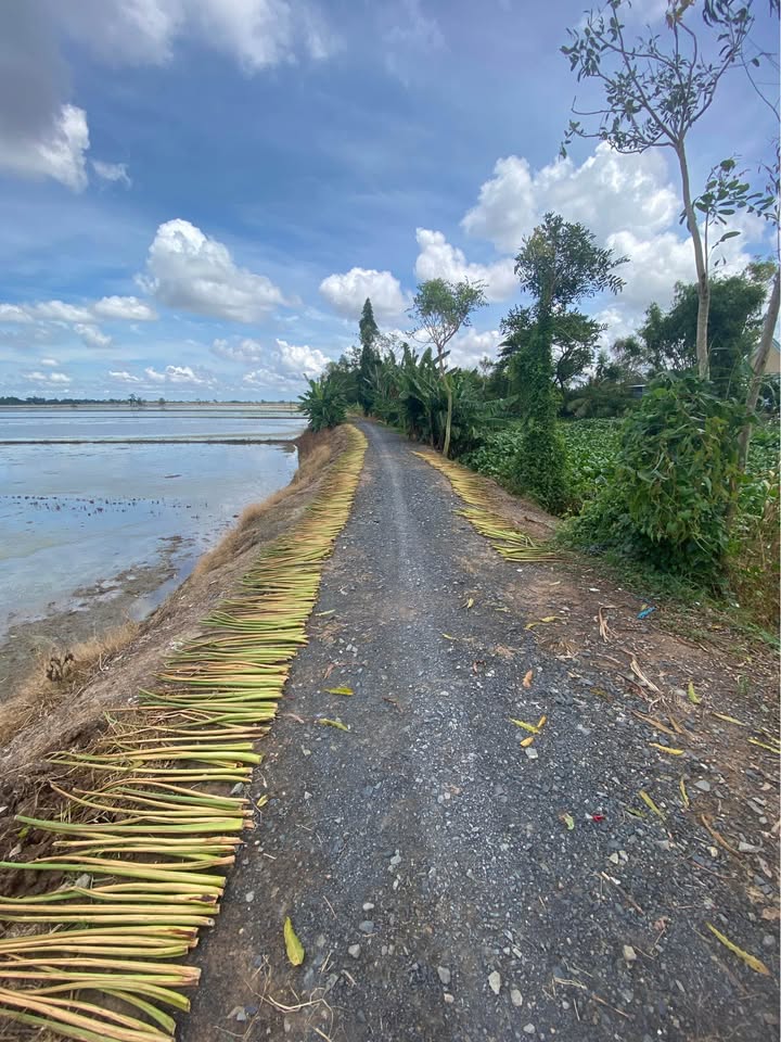 Đất vườn Phong Mỹ, Cao Lãnh 3480m² - Tiềm năng tăng giá vượt trội!