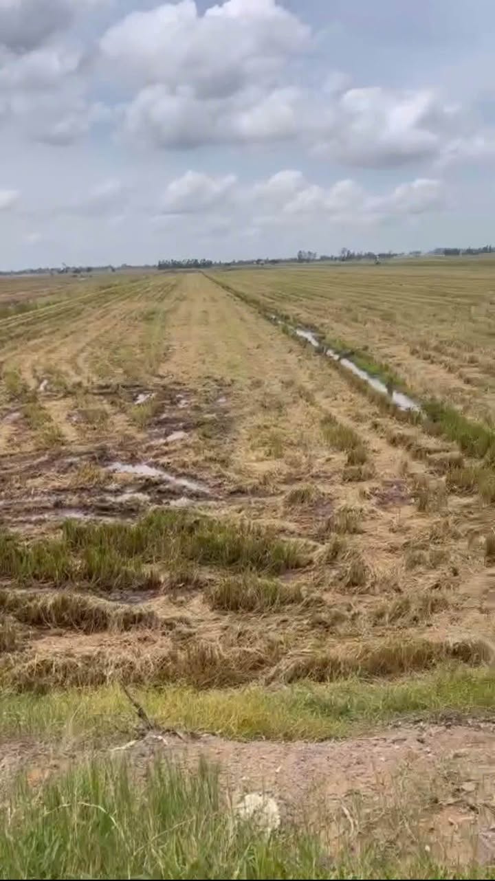 Bán Gấp 40 Công Đất Ruộng Mặt Sông Phú Xuân, Cao Lãnh - Giá Tốt