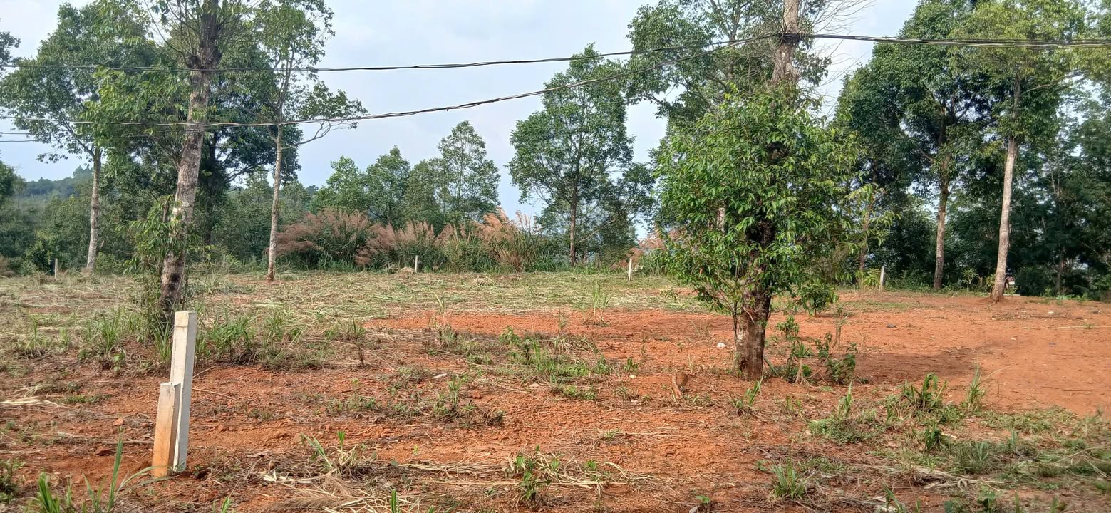 Đất nền Thôn 3, Quảng Tín 1000m² – Tiềm năng tăng giá chỉ 500 triệu!