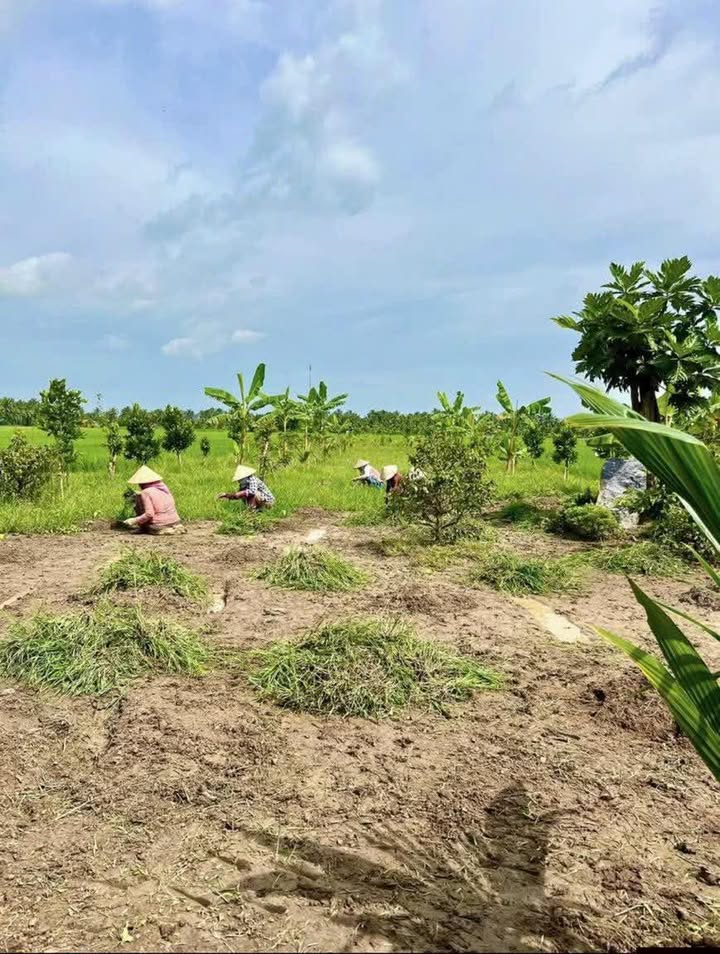 Đất Nền Tiền Giang 1082m² - View Kênh, Sổ Đỏ, Giá 1.35 Tỷ