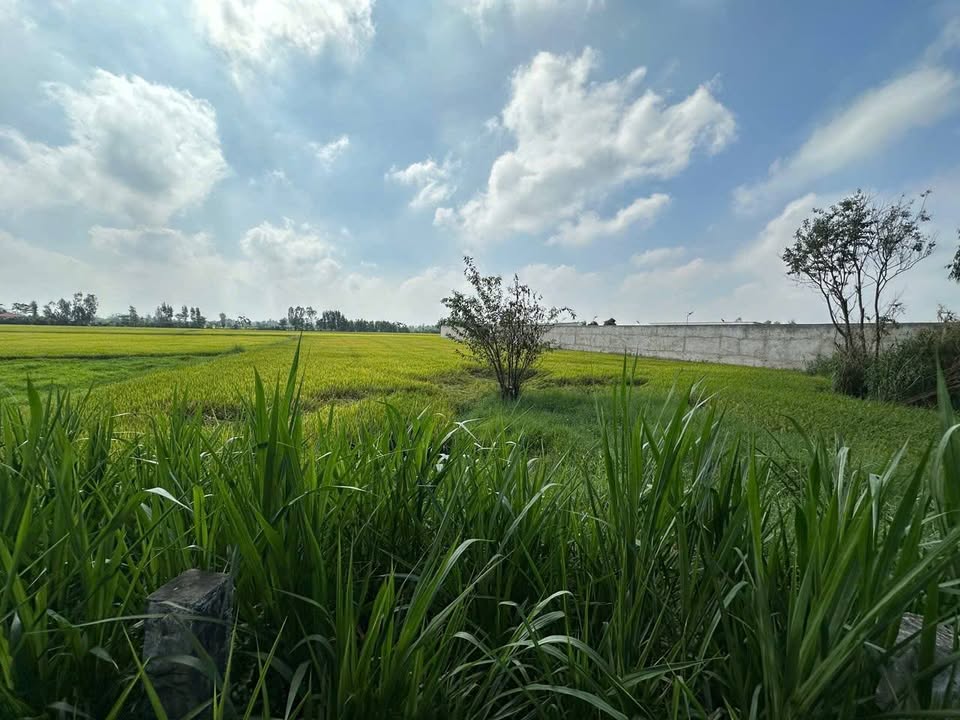 Đất Vườn An Giang 4060m² - Sổ Đỏ Rõ Ràng, Giá Đầu Tư Tốt