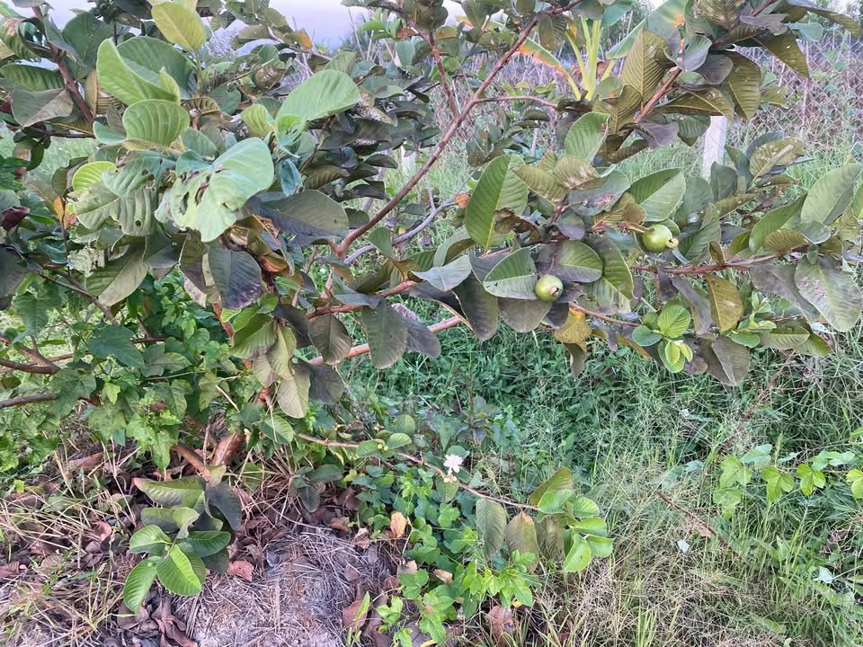 Đất nền 360m² Ấp Tua 2, Đồng Khởi, Tây Ninh - Sổ đỏ chính chủ!