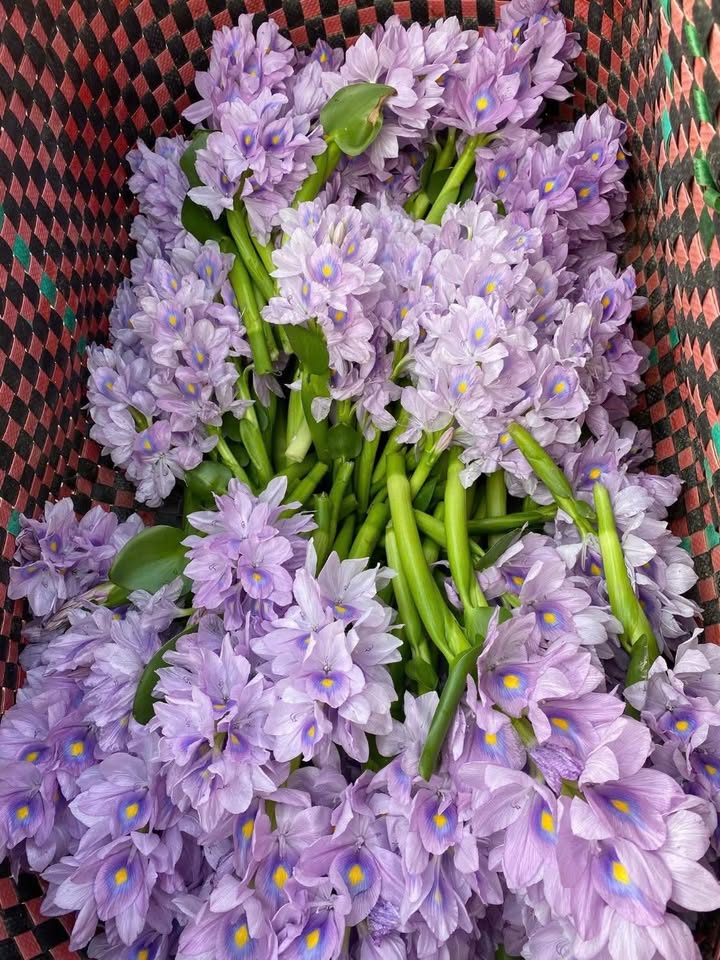 Nhà Phố Đại Lộ Đông Tây Bình Đại 83m² - Mặt tiền kinh doanh đắc địa