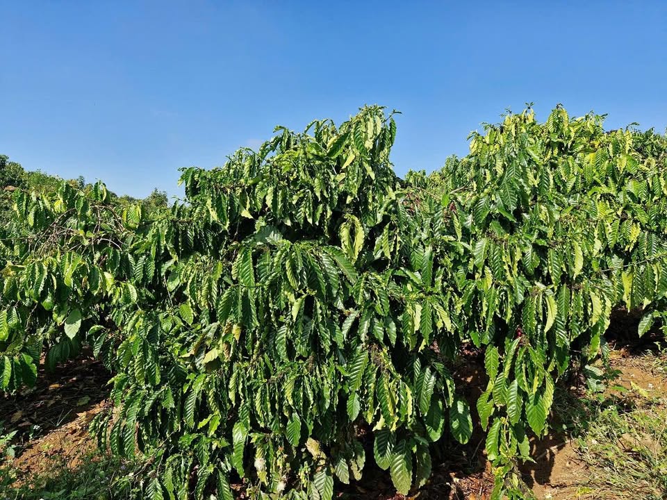 Đất Farm Lâm Hà 10.000m² 4.2 tỷ - Cơ hội đầu tư dài hạn!