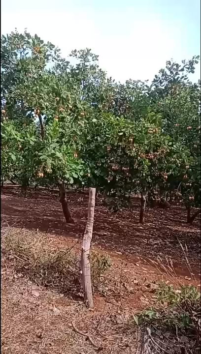 Đất vườn Phước Sơn Bù Đăng 30.000m² giá 500 triệu - Đầu tư dài hạn