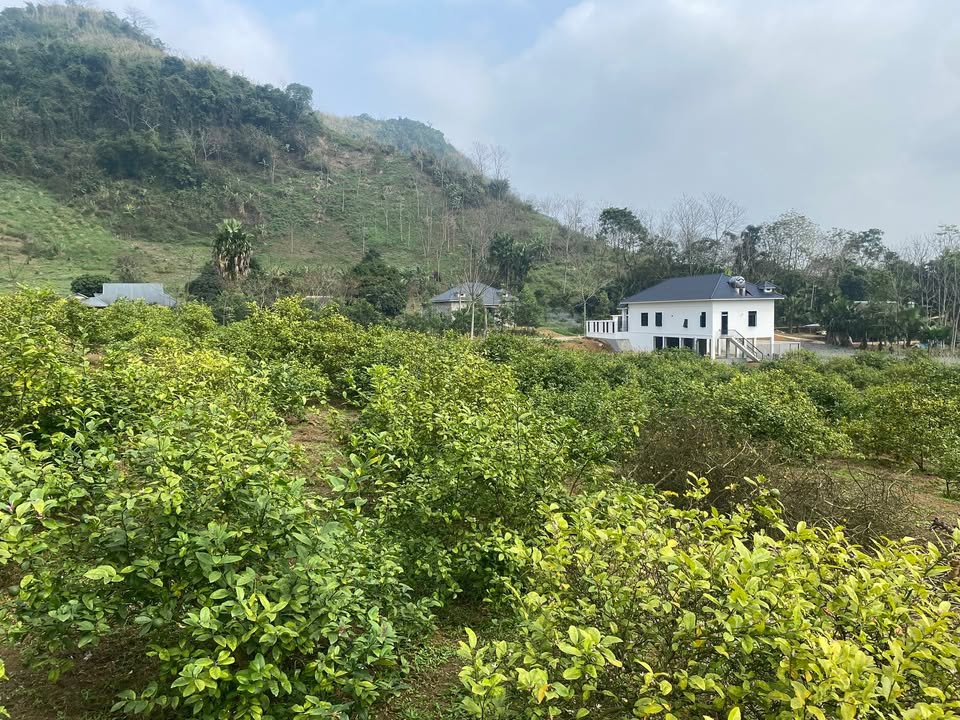 Đất Vườn Phù Lưu, Phú Thọ 2.1ha – Đầu tư dài hạn, giá 1 tỷ!