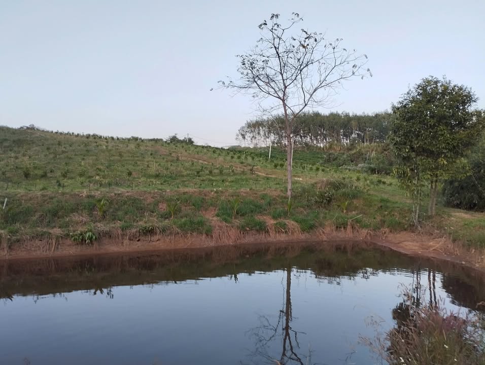 Bán Đất Farm Cư M'gar 2ha Giá 4.1 Tỷ - Sẵn Sàng Thu Hoạch Ngay!