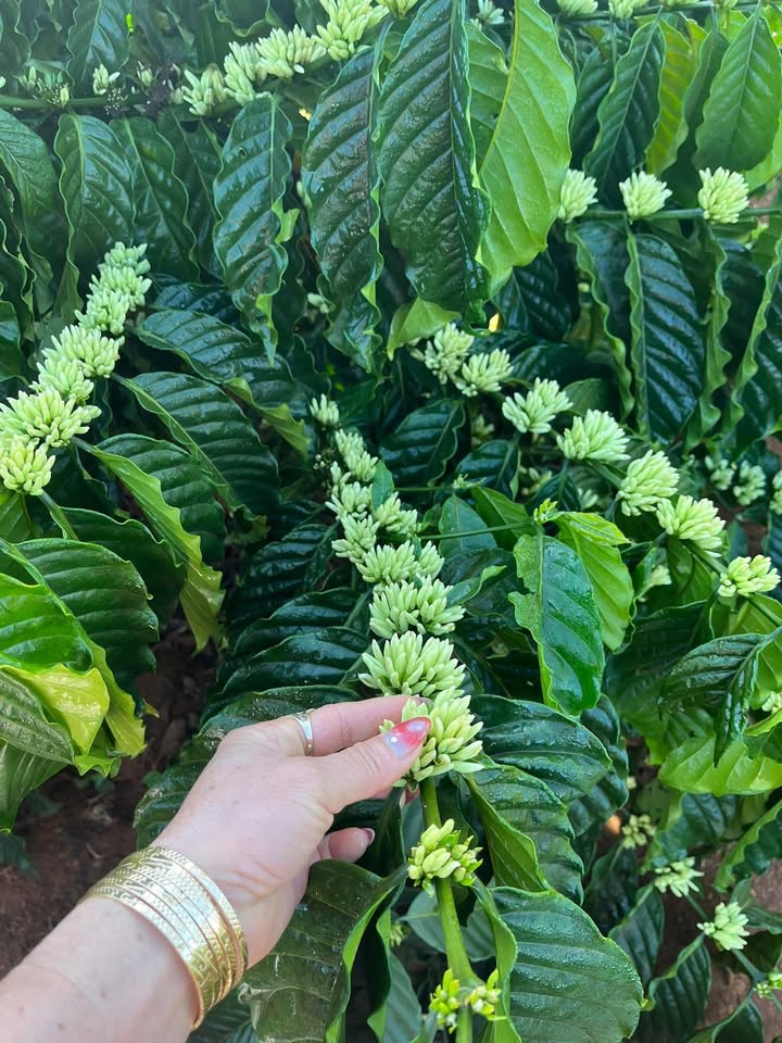 Đất nền Đan Phượng, Lâm Hà 2.16ha - Sổ đỏ chính chủ, tiềm năng sinh lời!