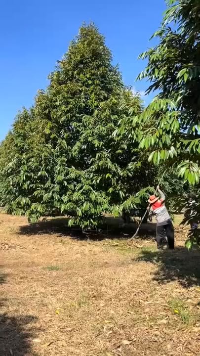 Bán trang trại sầu riêng Chư Sê Gia Lai 8.2ha - Nguồn thu bền vững