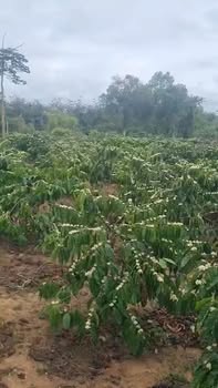 Đất Đắk Lắk 1872m² Ea Ô - Giá 850 Triệu, Sổ Đỏ Sẵn Sàng