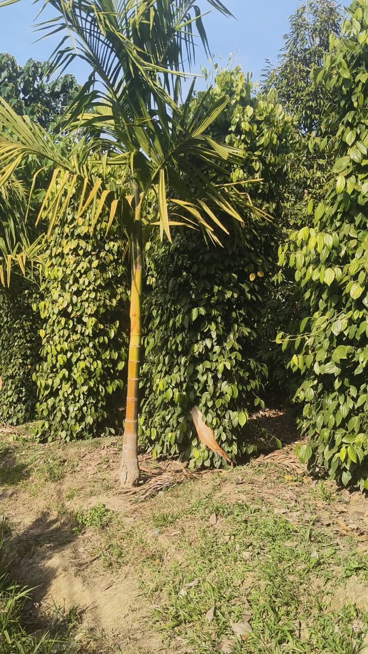 Đất nền Quảng Phú, Krông Nô 10.000m² - Sổ đỏ chính chủ!