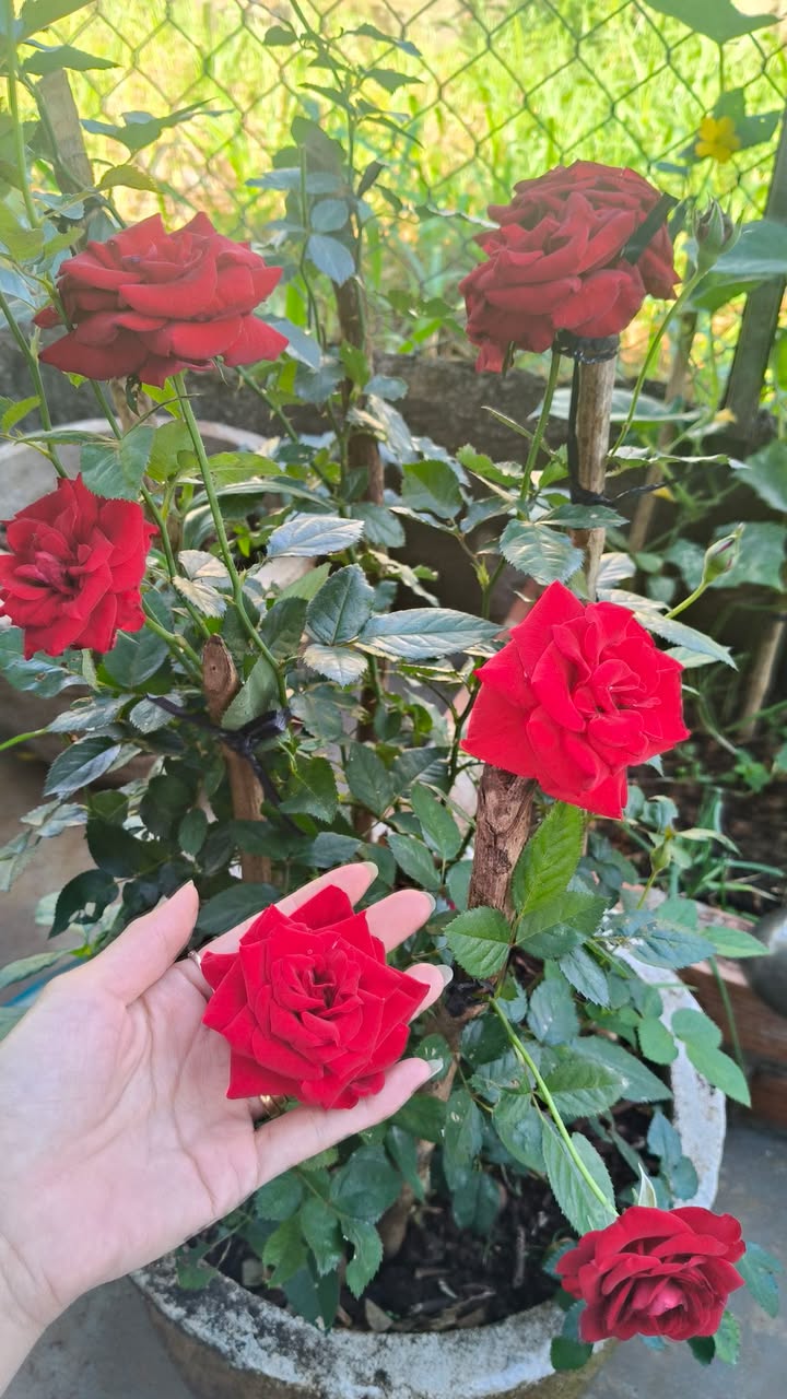 Đất Vàng Quảng Hiệp - 806m² Góc 2 Mặt Tiền, Sổ Đỏ Riêng