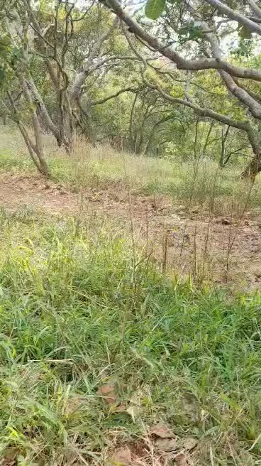 Bán Gấp 6.8ha Đất Đỏ Bazan Phú Sơn, Đồng Nai - Sẵn Nước Quanh Năm