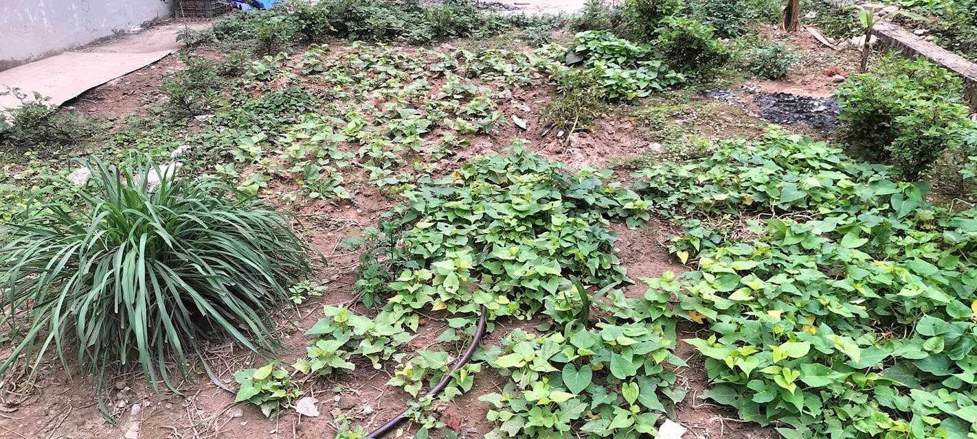 Đất Nền TT Quang Minh, Bình Xuyên 66m² - Ô Tô Ngủ Trong Đất, Giá 3 Tỷ