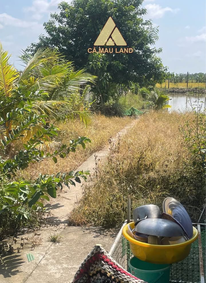 Nhà Cấp 4 & Đất Nền Lý Văn Lâm 1140m² - Tiềm Năng Tăng Giá Vượt Trội!