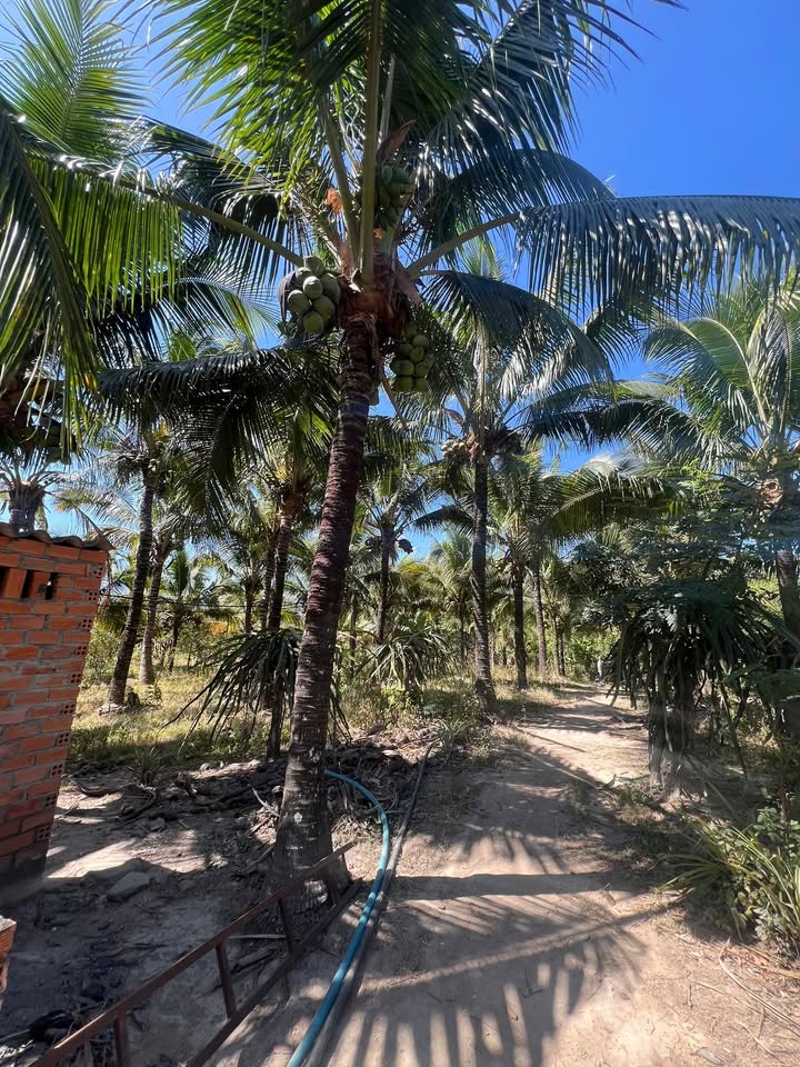 Bán Gấp Farm 2700m² Đắk Lắk - Vườn Cây Trái Trĩu Quả, Sẵn Sàng Sinh Lời