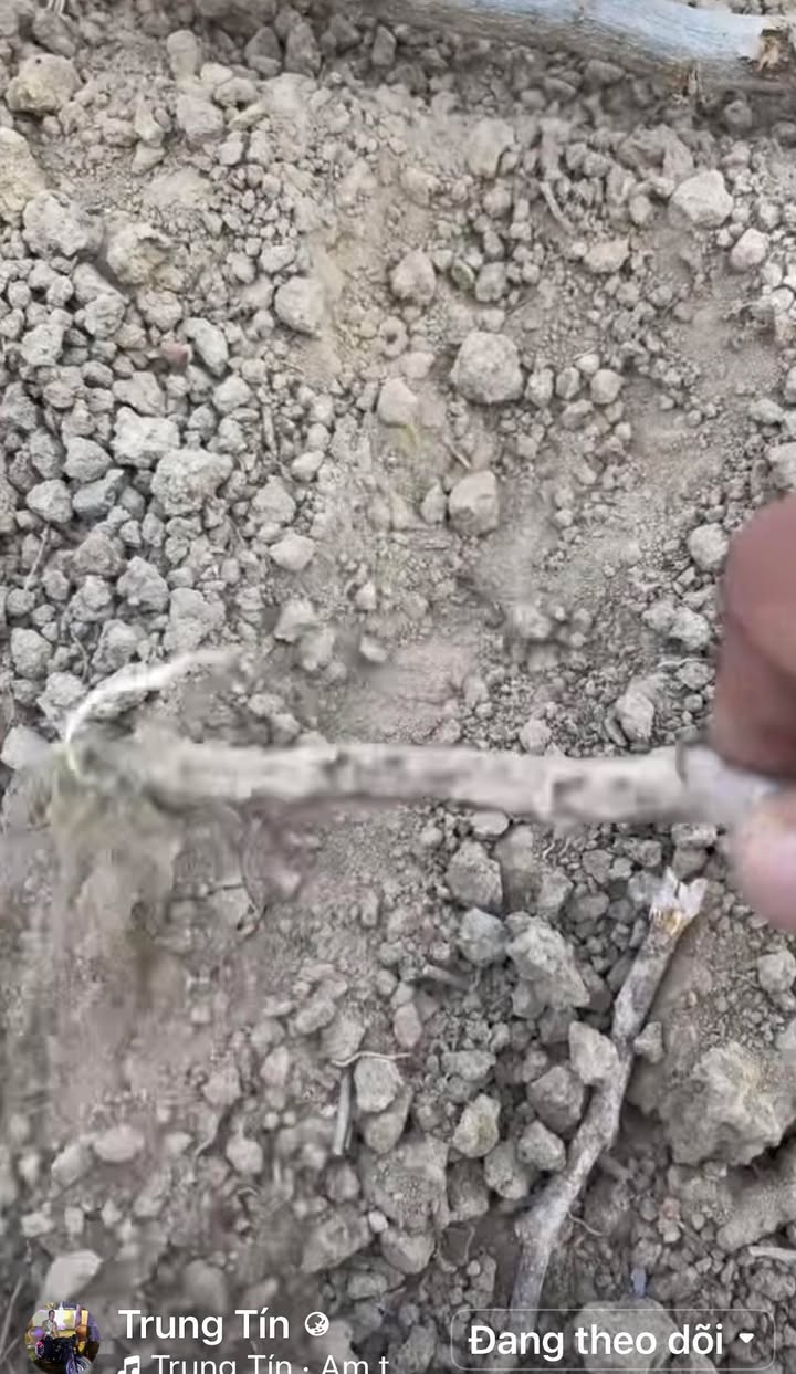 Đất vườn 37.000m² Định Quán, Đồng Nai - Cơ hội đầu tư dài hạn!