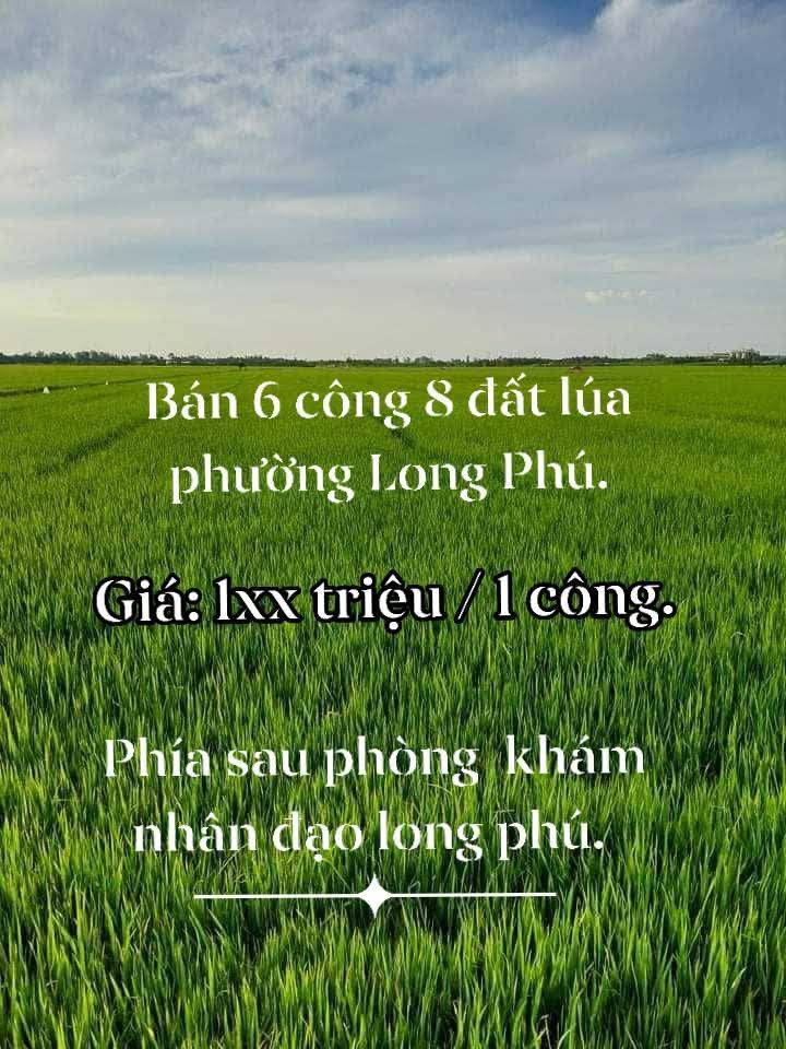 Đất ruộng Long Phú, Tân Châu 6837m² - Đầu tư sinh lời ngay!