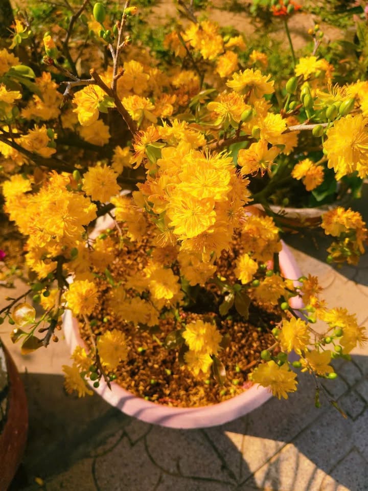 Nhà mặt tiền Đại Lộ Đông Tây Dĩ An 83m² giá 2.9 tỷ - Vị trí kinh doanh đắc địa!