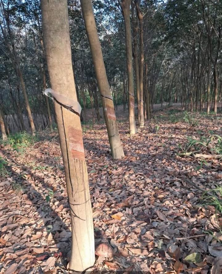 Lô Đất Rẫy 1.3ha Phú Riềng, Bình Phước - Đầu tư sinh lời 1.45 tỷ