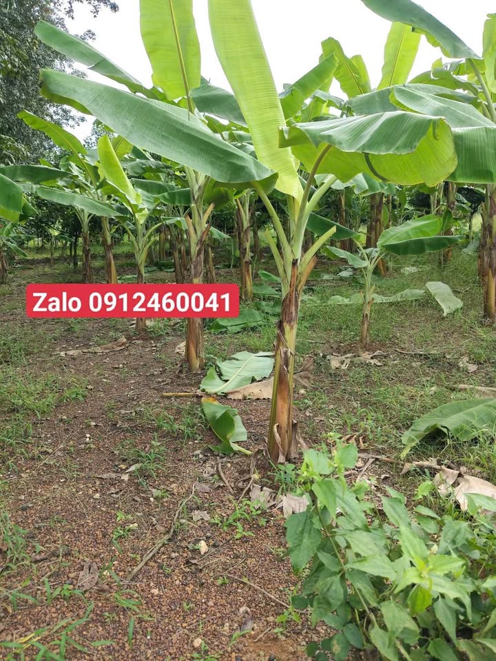 Đất nền Phường Tân Xuân, Đồng Xoài 700m² - Tiềm năng tăng giá vượt trội!