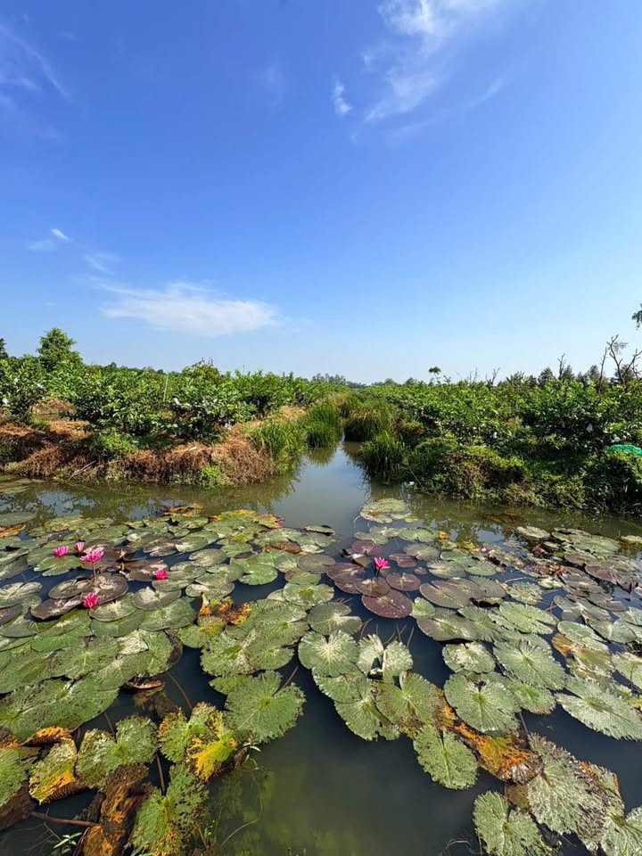 Đất Vườn Thanh Mỹ, Đồng Tháp 6.5 Công – Giá Đầu Tư Tốt, Sinh Lời Ngay!