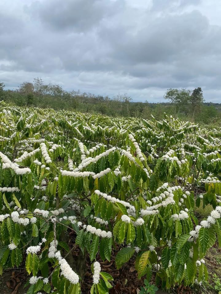 Bán đất vườn Buôn Hồ 1.6ha giá 4 tỷ - Nghỉ dưỡng lý tưởng!