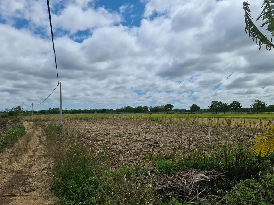 Đất nền Tân Hoà Buôn Đôn 864m² - Xây dựng tự do, view ruộng thoáng đãng!