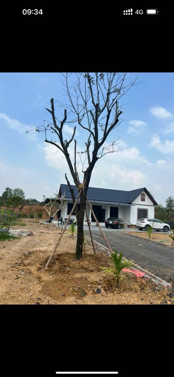 Đất Vườn Thanh Vân, Tam Dương 2000m² - Sổ đỏ rõ ràng, Nghỉ dưỡng lý tưởng!