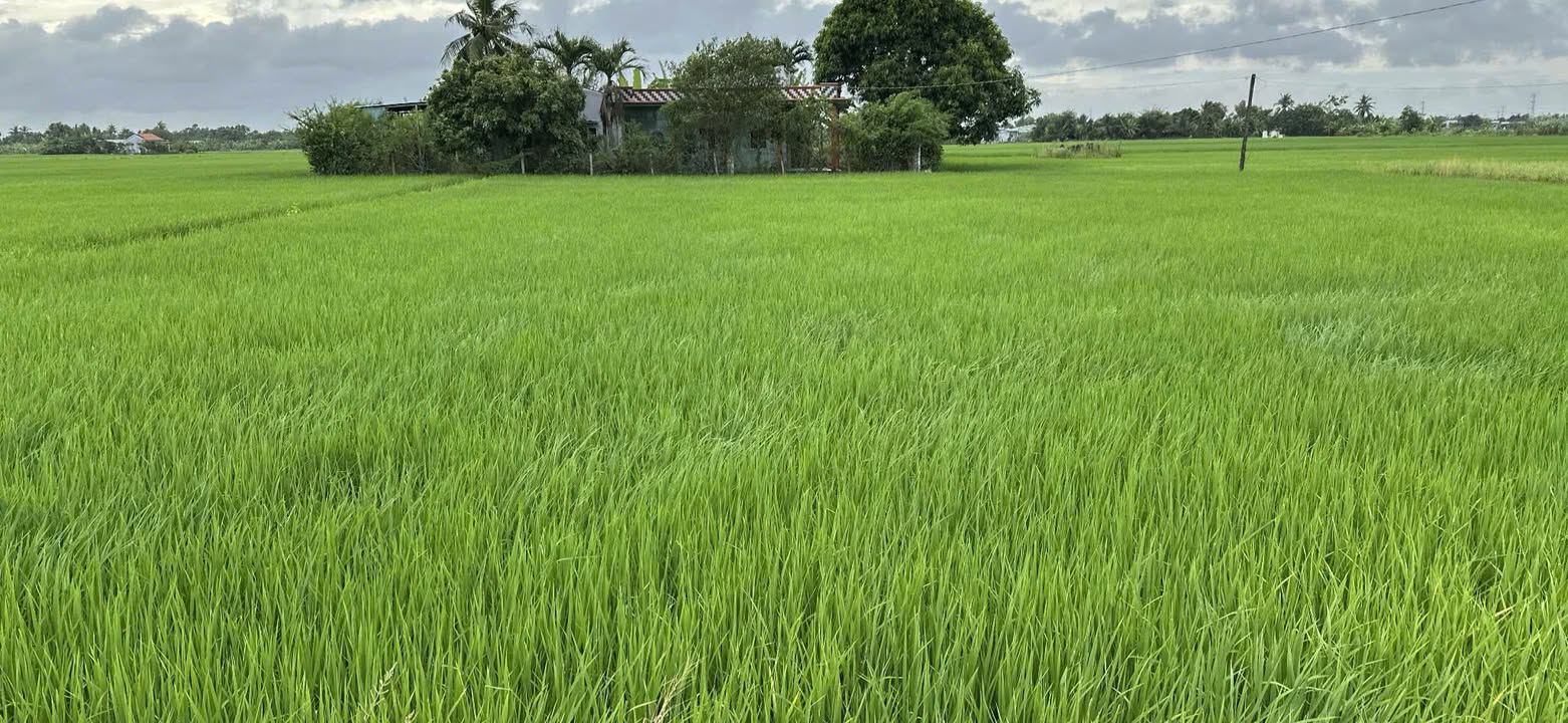 Đất nền 140m² Long An - Sổ đỏ chính chủ, 740 triệu