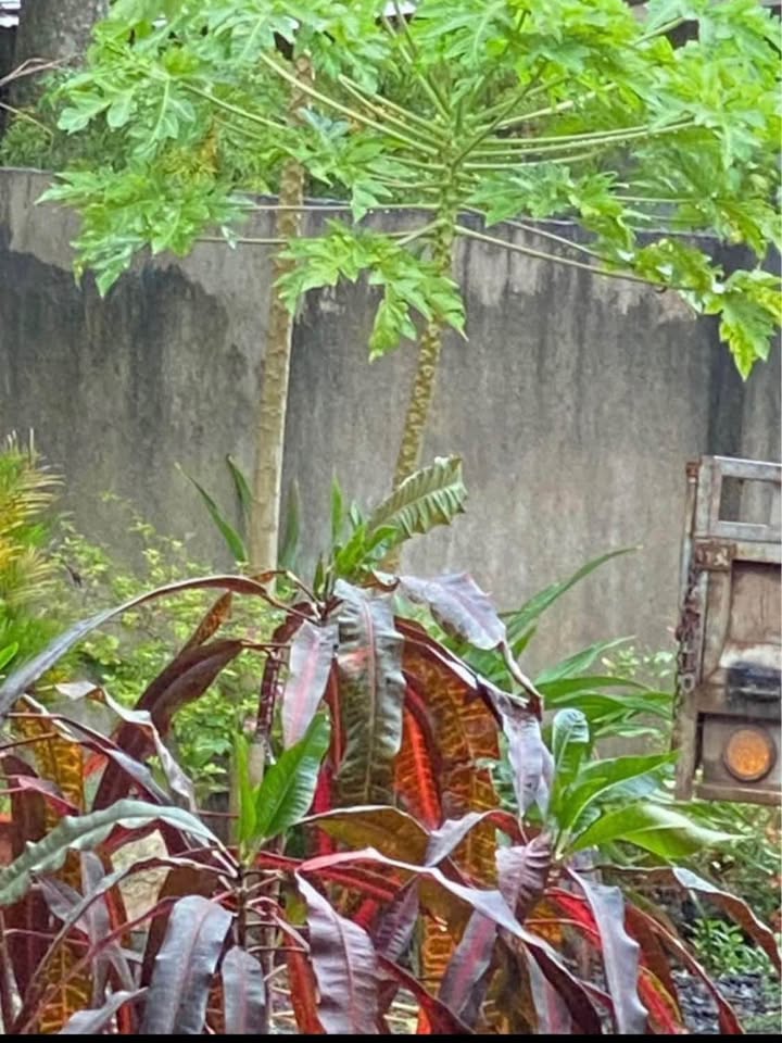 Mặt Tiền Quốc Lộ 20, Long Khánh - 276m², Sổ Riêng, Kinh Doanh Tốt