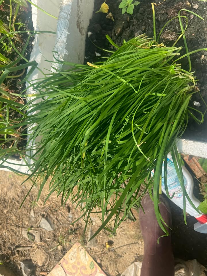 Đất nền Trảng Dài, Biên Hòa 78m² - Sổ đỏ chính chủ