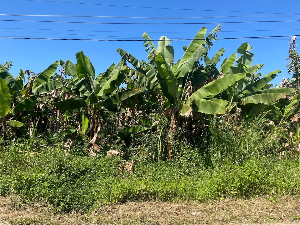 Đất Vườn Xã Lộc Châu, Bảo Lộc 2475m² - Sổ Đỏ, View Núi, Gần Nhà Thờ