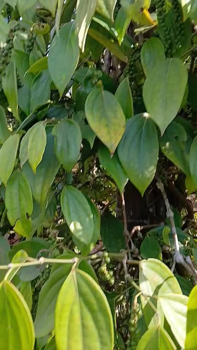 Đất Nền Tuy Đức 1ha – Sổ Đỏ Chính Chủ, Mặt Tiền Rộng, Giá Tốt!