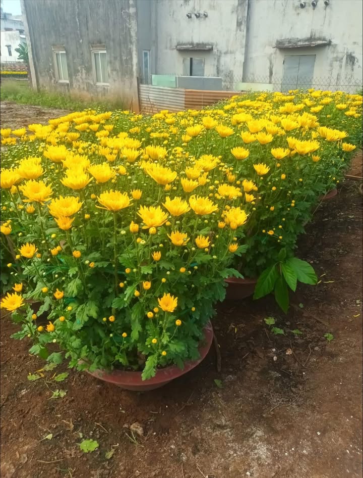 Đất Gia Tân 3 Thống Nhất 4500m² Giá 2.025 Tỷ Sổ Hồng Sẵn