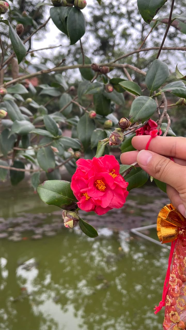 Bán đất Lam Cốt E 500m² - Sổ đỏ chính chủ, ô tô vào tận nơi