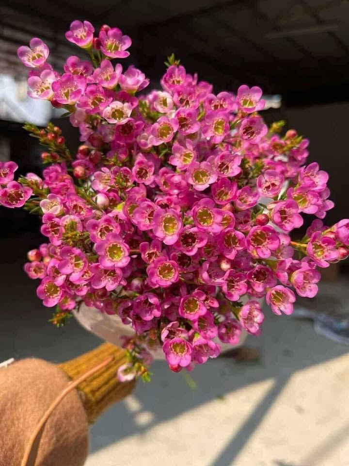 Bán Đất Nền Mũi Né 136m² - Giá Đầu Tư Chỉ 370 Triệu