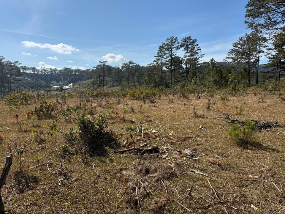 Đất nền Lạc Dương, Lâm Đồng 6500m² - Tiềm năng tăng giá vượt trội!