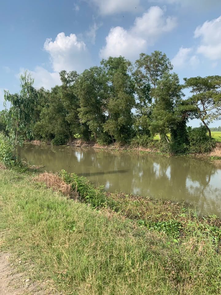 Đất Ruộng Xã Định Mỹ An Giang 4500m² - Sinh thái xanh, đầu tư dài hạn!