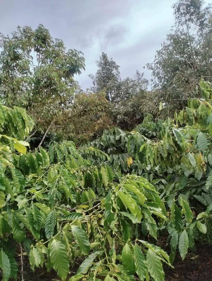 Đất Rẫy Phước An 3600m² - Sổ đỏ chính chủ, tiềm năng sinh lời!