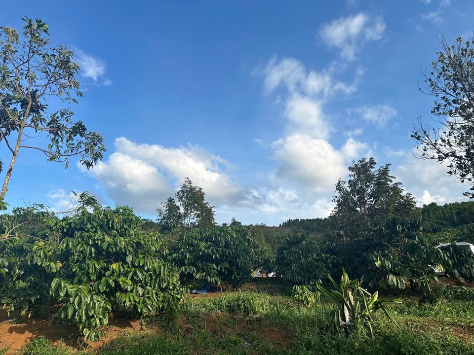 Bán Đất Vườn Đắk R'Lấp 3.5ha Giá 7 Tỷ - Nghỉ Dưỡng Lý Tưởng!