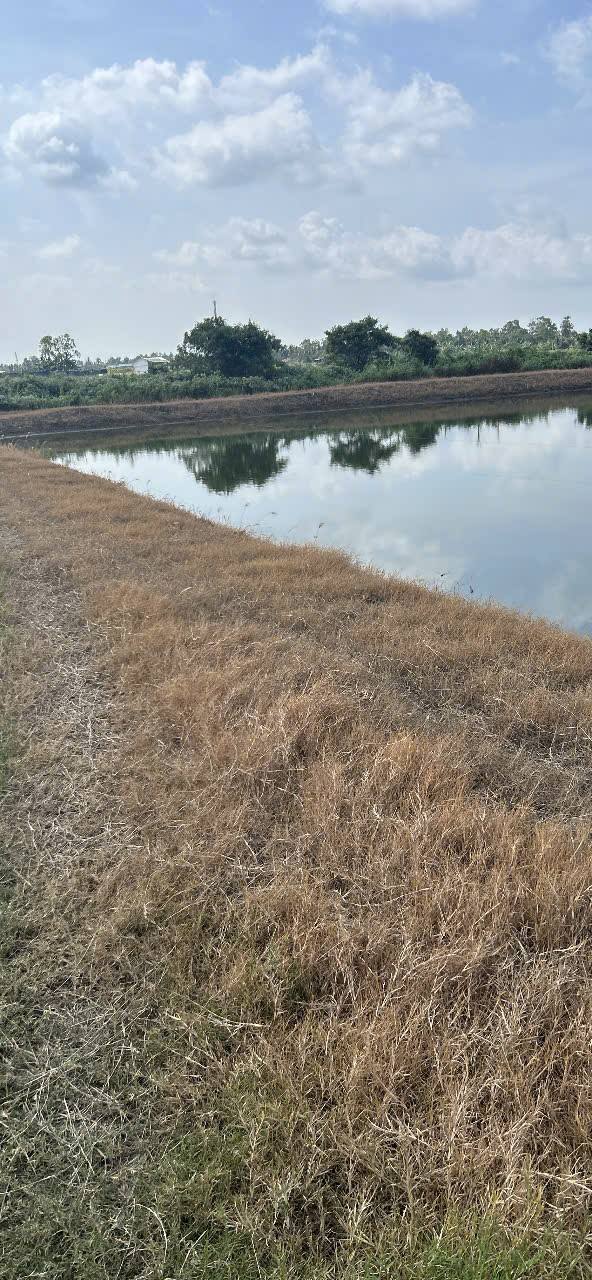 Bán Gấp Đất Vườn 13000m² Xã Hưng Thành, Bạc Liêu - Giá Tốt