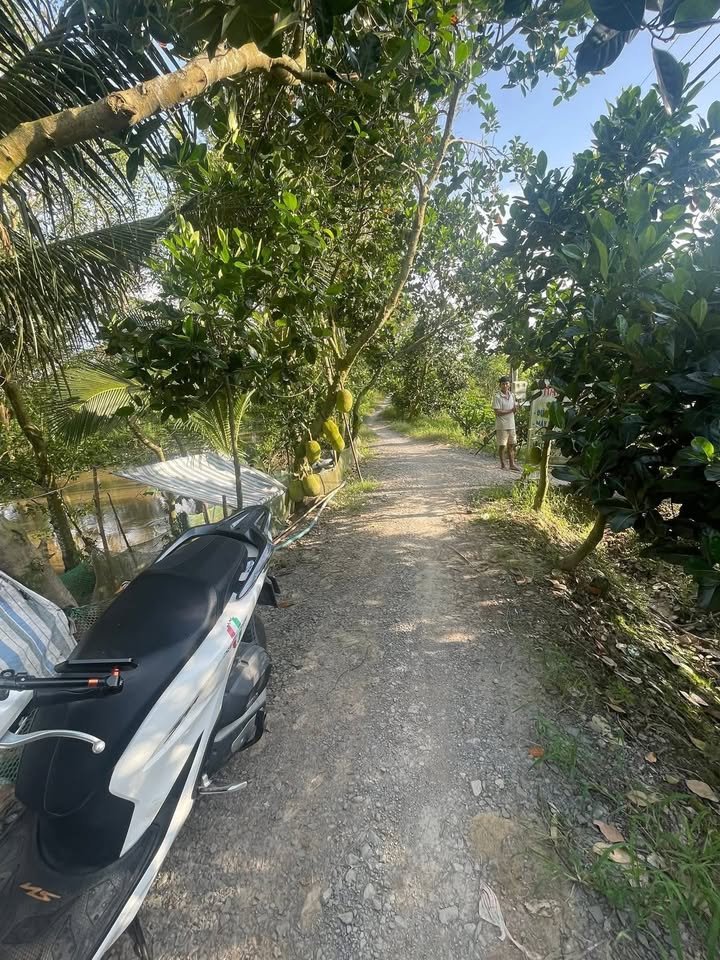 Đất Vườn Sầu Riêng Cái Bè 10.000m² - 4.7 Tỷ - Đầu Tư Dài Hạn