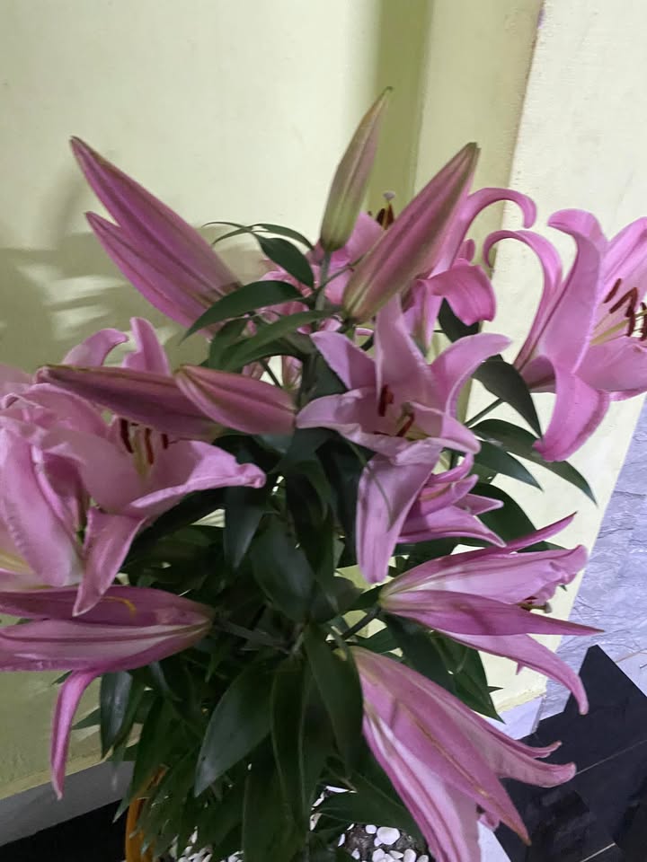 Đất nền Hải Hòa Nghi Sơn 203m² giá 1 tỷ - Sổ đỏ chính chủ