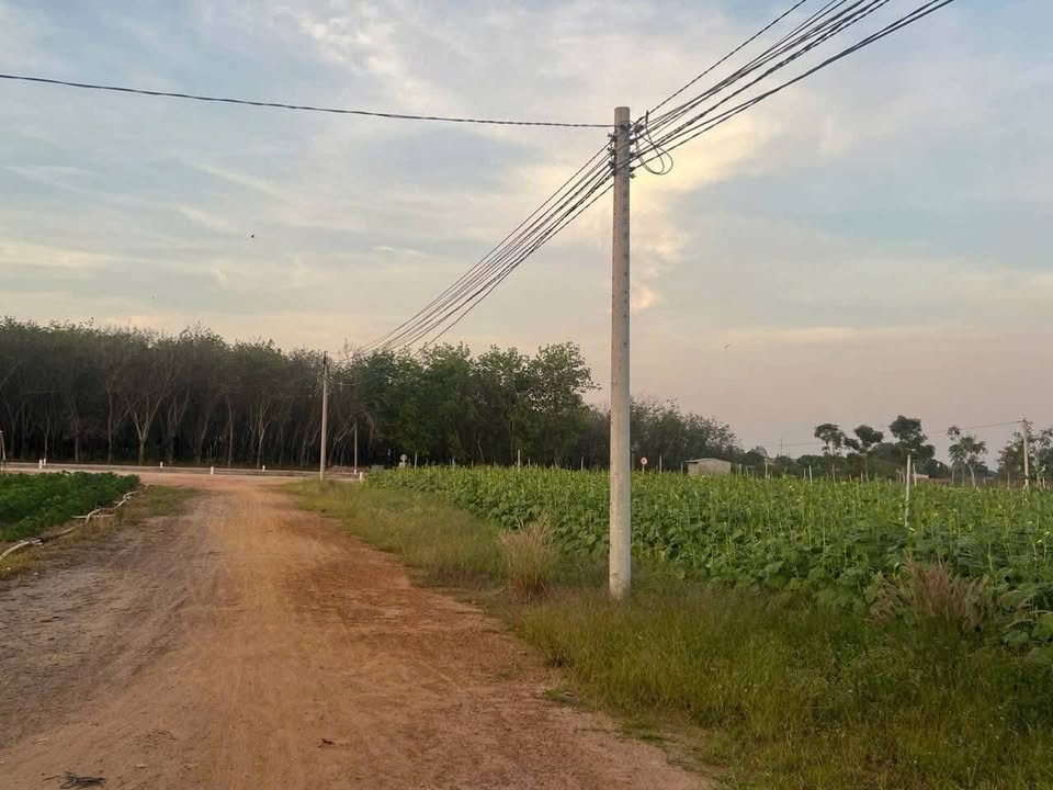 Bán Đất Thạnh Đông Tân Châu 2000m² Giá 90 Tỷ - Sổ Đỏ Chính Chủ