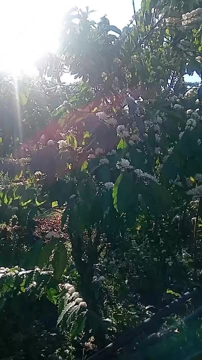 Đất nền Xã Tân Lạc, Bảo Lâm 5000m² - Sổ đỏ chính chủ