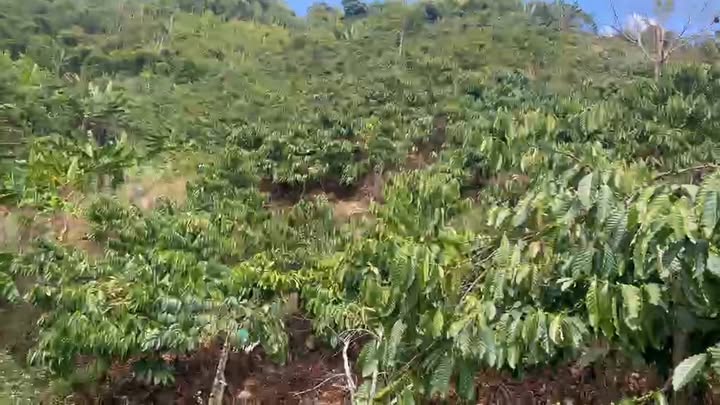 Đất Vườn Đam Rông 1.5ha Giá 450 Triệu - Đầu Tư Sinh Lời Ngay!