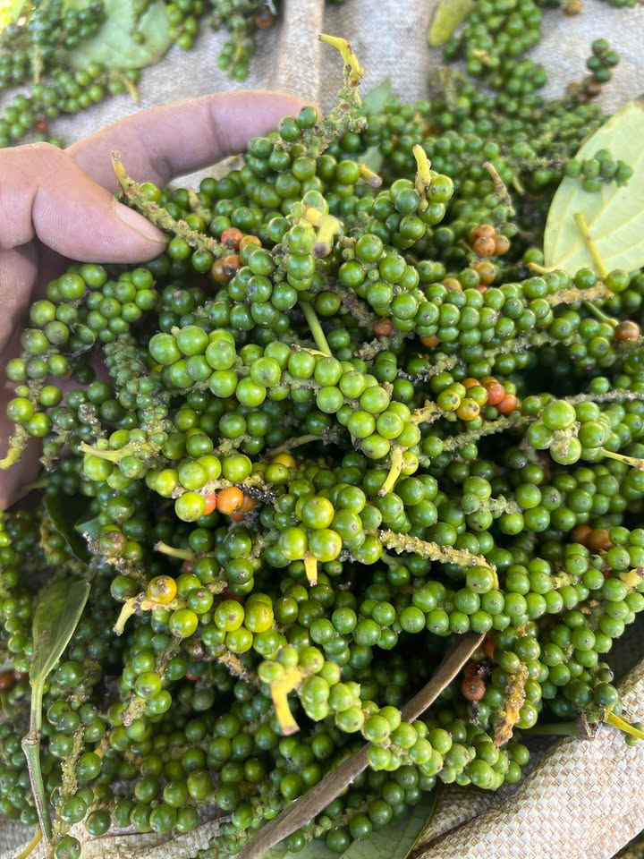 Bán Gấp 2 Lô Đất Vàng 360m² Thị Trấn Đắk Mâm, Krông Nô - Sổ Đỏ Vuông Vắn